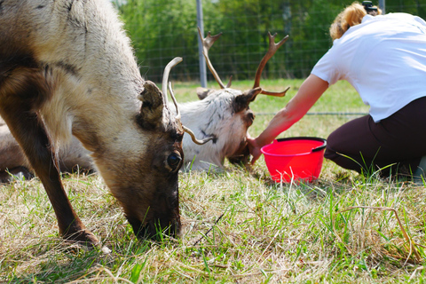 Rovaniemi: Husky & Reindeer Experience with Transfers