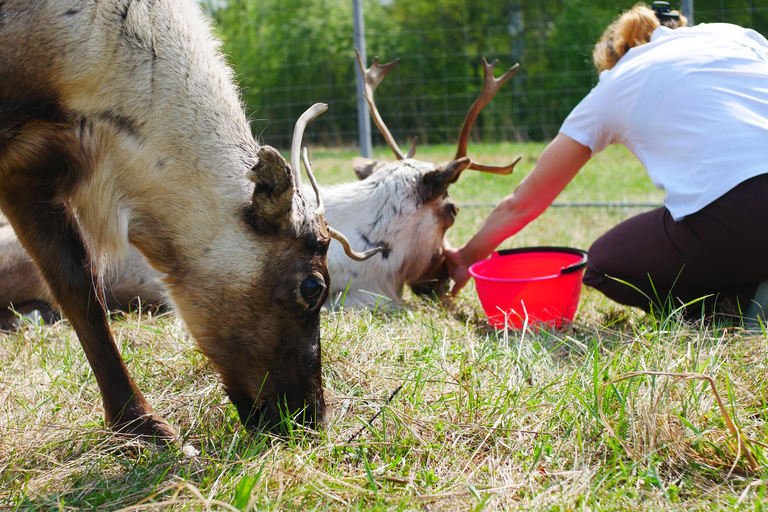 Rovaniemi: Husky & Reindeer Experience with Transfers