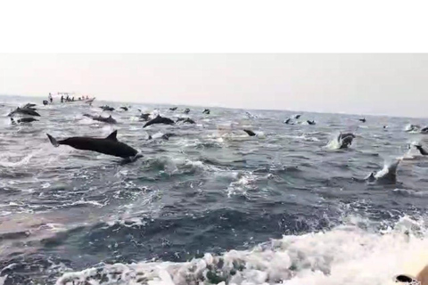 Dolphins and whales watching in Puerto Escondido.