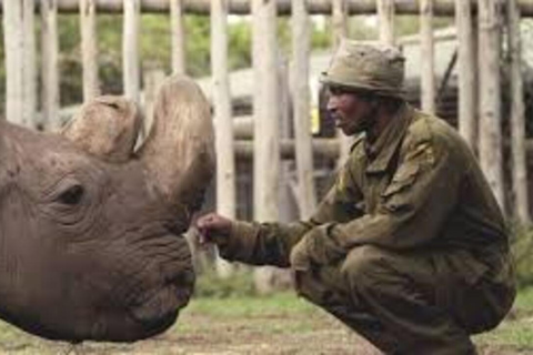 Safari nell&#039;Ol Pejeta Conservancy da Nairobi