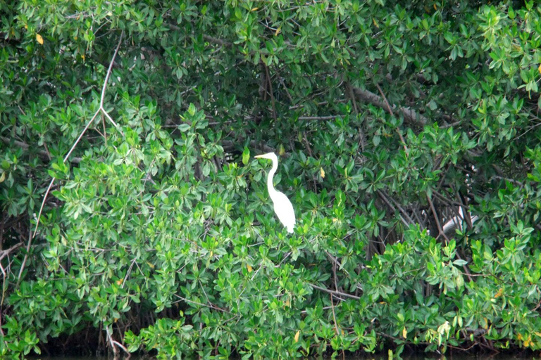 Cartagena Mangrove Tour