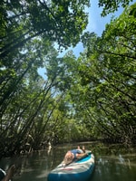 SUP nella foresta di Mangroves - Hizvo
