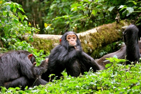 7 Tage Uganda Gorilla-, Wildtier- und Berg-Rwenzori-Safari