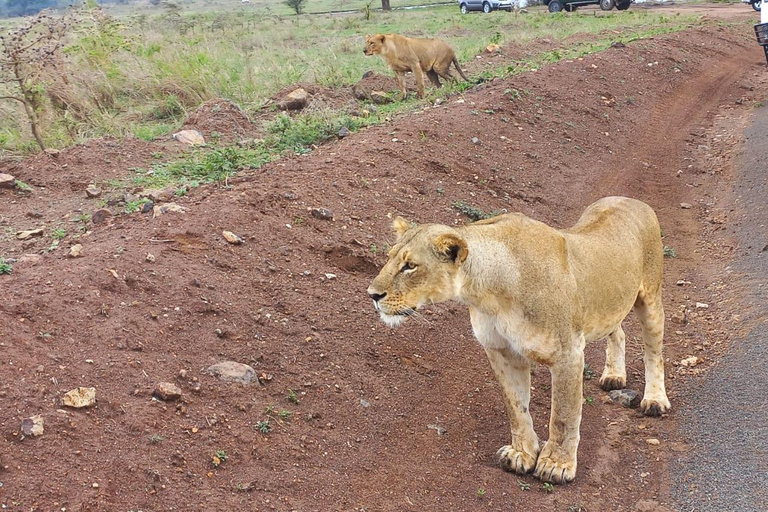 4 of the Big 5 Nairobi National Park Game Drive Nairobi National Park Half-day Game Drive