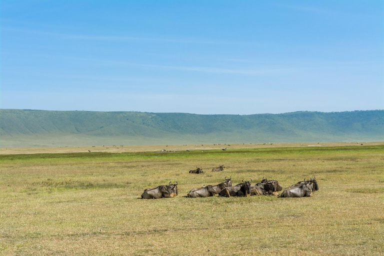 Safaris en camping de 4 jours au Ngorongoro et au Serengeti Np4 jours de safaris en camping au Ngorongoro et au Serengeti Np