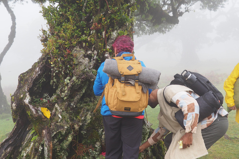 Madeira: Fanal Forest Tree Connection Zeremonie &amp; Picknick