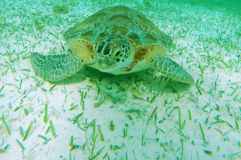 Cozumel: Starfish, Stingrays, and Turtle Bay Snorkeling Tour