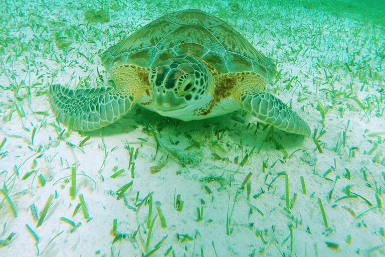 Cozumel: Starfish, Stingrays, and Turtle Bay Snorkeling Tour