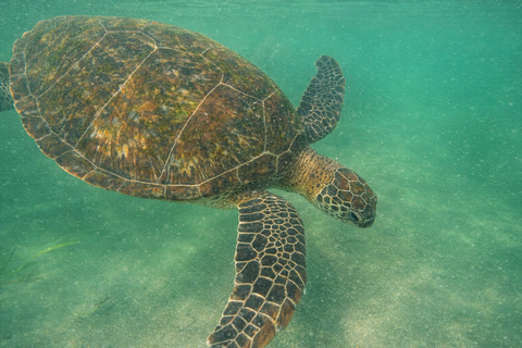 Mirissa: Turtles, Coral Reefs & a GoPro Below the Surface