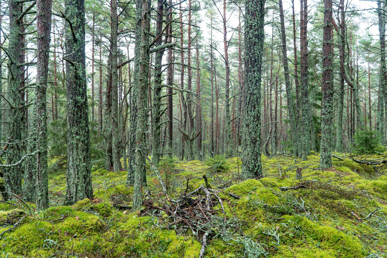 From Tallinn: Half-day Guided tour to Naissaar island