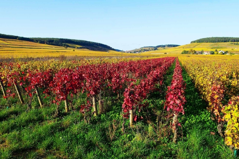 Z Lyonu: Śladami wina Beaujolais w pół dniaPółdniowa wycieczka śladami wina