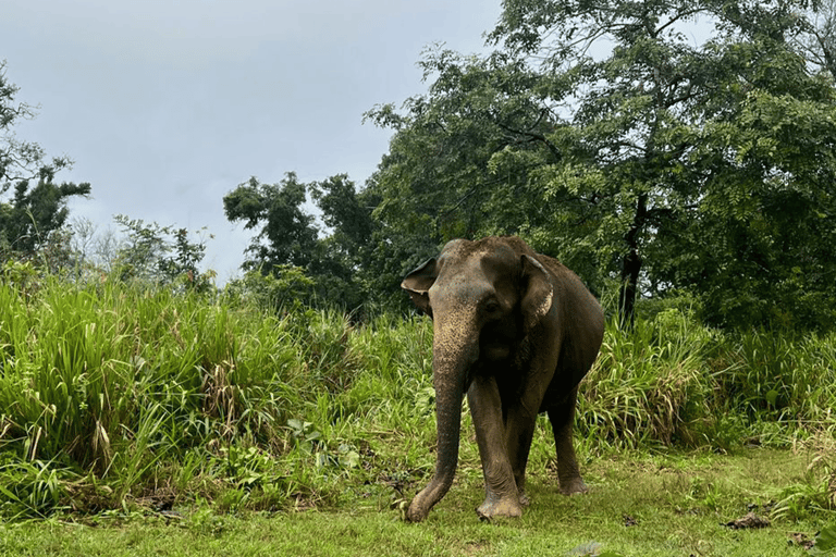 From Near Sigiriya: Minneriya National Park Safari Tour Half Day Safari Tour