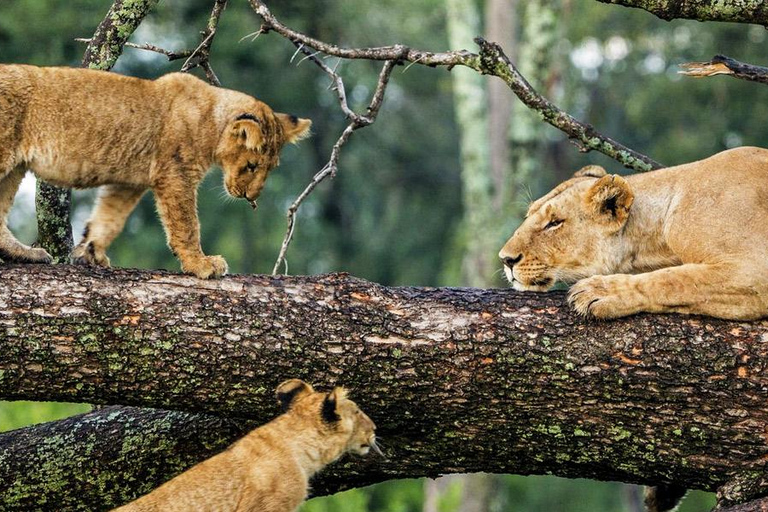 Parchi nazionali di Lake Manyara e Tarangire di 5 giorni