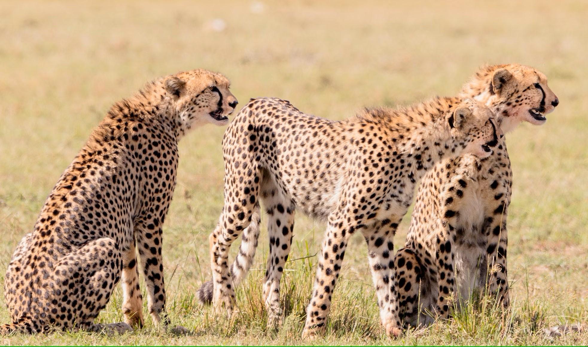 4 Tage Tsavo Ost, Amboseli und Saltlick Lodge-Safari