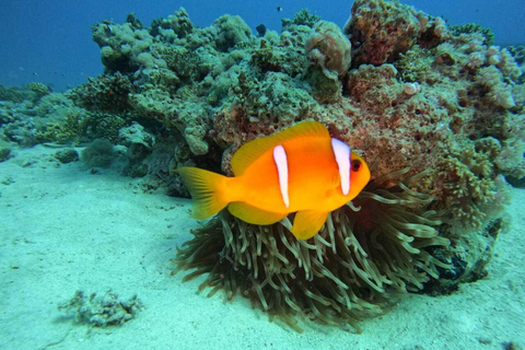 Djerba: Scuba Diving & Seabed Discovery Djerba: Scuba Diving & Seabed Exploration