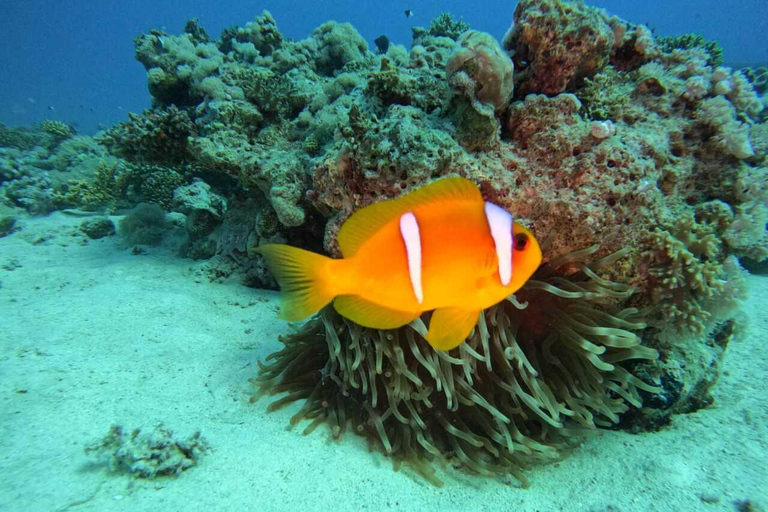 Djerba: Scuba Diving & Seabed Discovery Djerba: Scuba Diving & Seabed Exploration