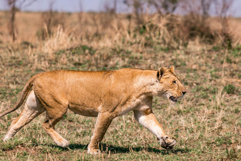 From Nairobi: 3-Day/2-Night Maasai Mara Group Safari 3-Day/2-Night Private Safari