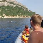 Delfini: Tour Di Avistamento Delfini e Capo Figari In Gommone