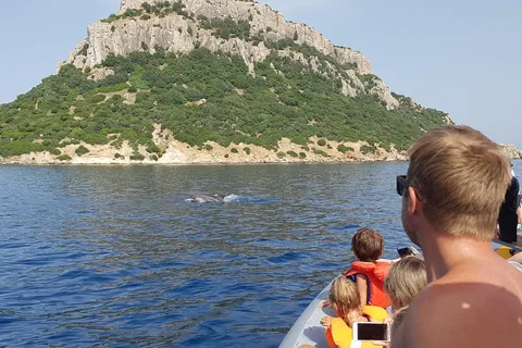 Dolphins: Dolphin Sightseeing Tour and Cape Figari By Dinghy