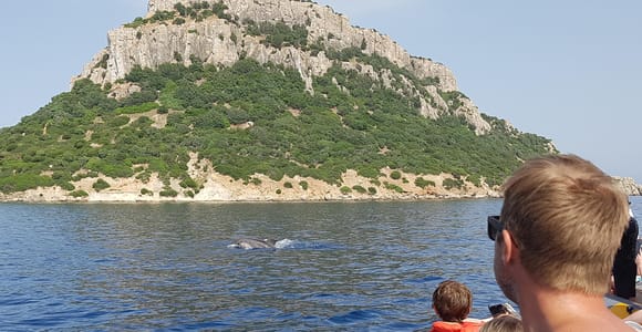 Dolphins: Dolphin Watching Tour and Capo Figari by Dinghy