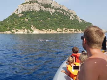 Dolphins: Dolphin Sightseeing Tour and Cape Figari By Dinghy