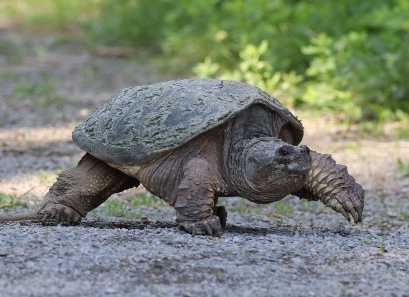 Ottawa: Kajaktur i økologisk reservat med skildpaddeobservationer