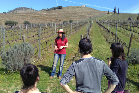 Vallée du Douro : visite de 3 vignobles avec déjeuner