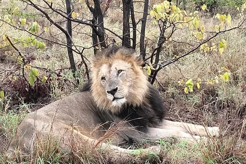 Safari al Kruger Park da Maputo