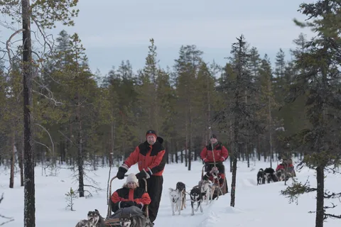 Levi: Paseo nocturno en trineo tirado por huskies bajo la aurora boreal