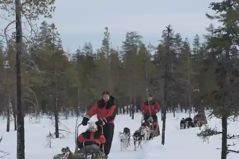 Levi: Paseo nocturno en trineo tirado por huskies bajo la aurora boreal
