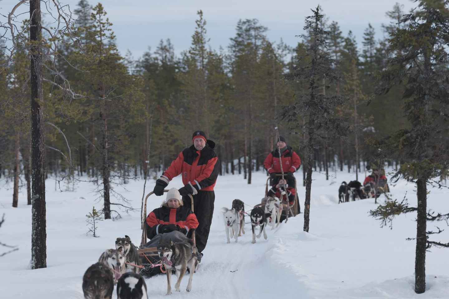 Levi: Evening Husky Sled Ride under the Northern Lights