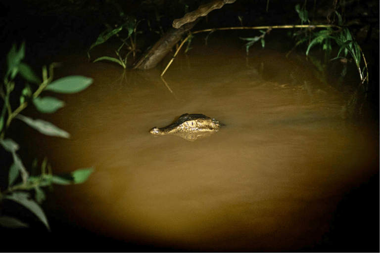 Tambopata and Chuncho Macaw Clay Lick: 4-Day