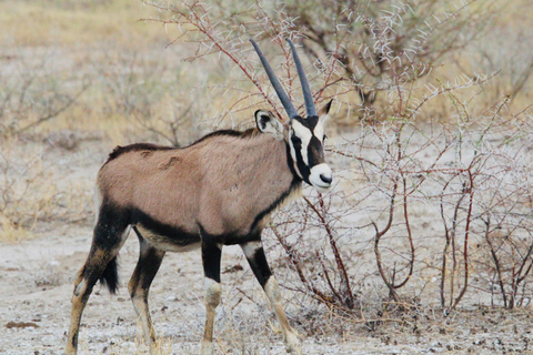 Windhoek: 3-Day Guided Safari in Etosha with Lodge