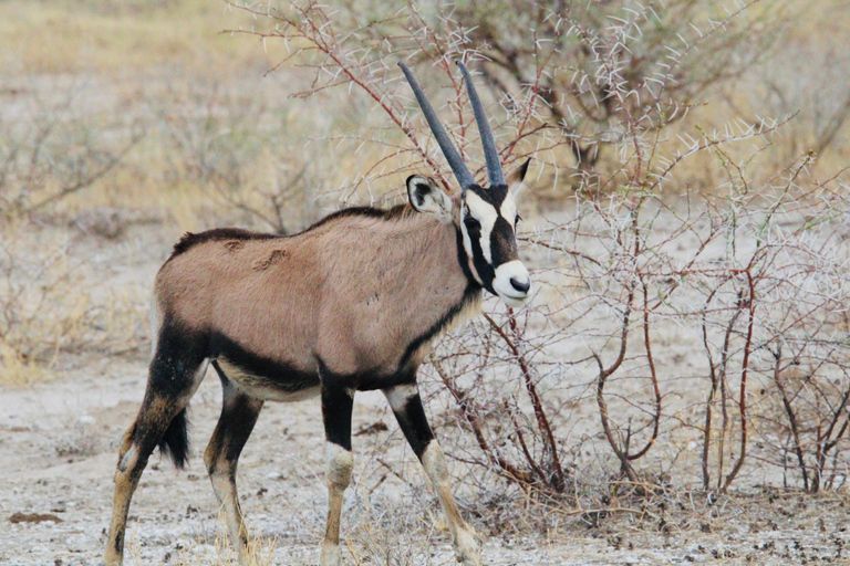 Windhoek: 3-Day Guided Safari in Etosha with Lodge