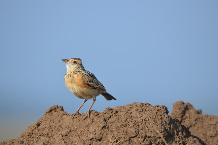 Arusha: 5-Day Serengeti, Ngorongoro, and Kilimanjaro Safari