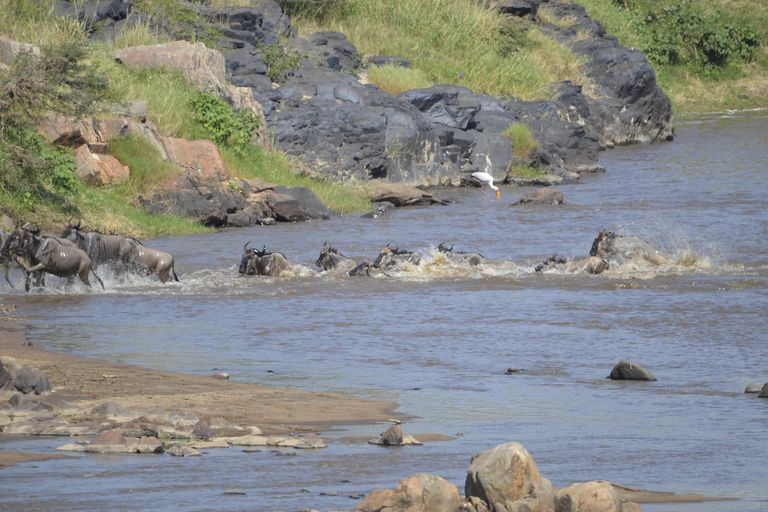 Arusha : 7 jours de safari au Serengeti et au Ngorongoro