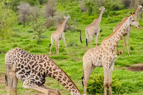 Chobe Overnight Trip (nocna przejażdżka, spacer po wiosce, kemping)