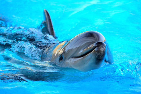 Djerba: Sunset cruise tour, dolphin watching + drinks