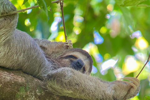 Manuel Antonio Park: Guidad vandring med en naturforskarePrivat rundtur