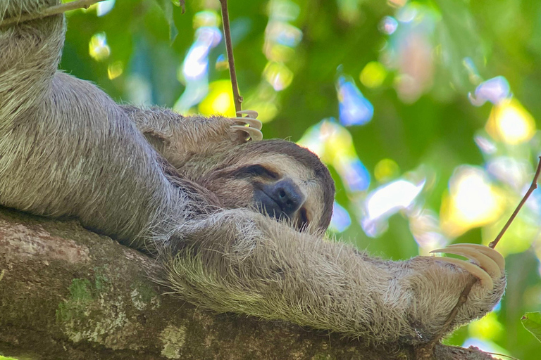 Manuel Antonio Park: Guided Walking Tour with a NaturalistSmall Group Tour