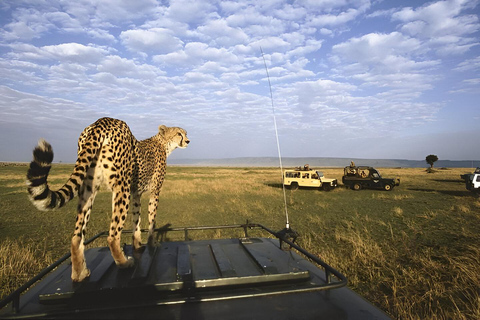 Arusha: 3-tägige Tarangire, Lake Manyara und Ngorongoro Safari