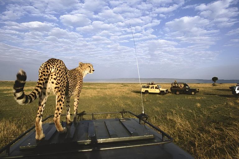 Arusha : Safari de 3 jours au Tarangire, au lac Manyara et au Ngorongoro