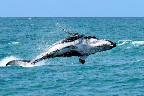 Cabo Frío junto al mar: Tour privado de la ciudad y paraísos naturales