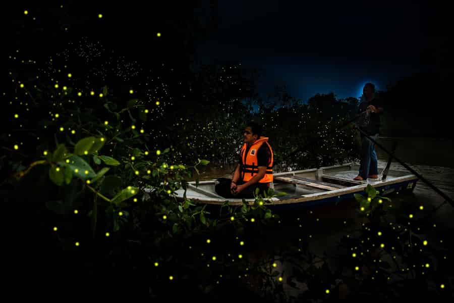 Leuchtende Glühwürmchen-Tour in Kuala Selangor. Foto: GetYourGuide Leuchtende Glühwürmchen-Tour in Kuala Selangor. Foto: GetYourGuide
