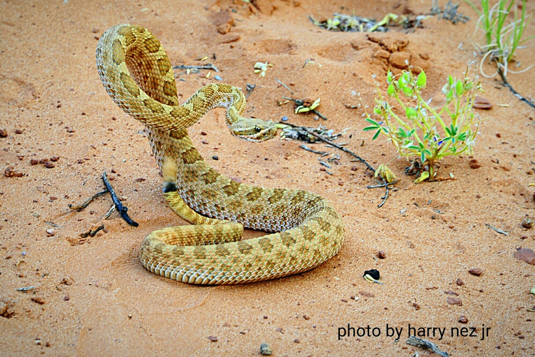 Monument Valley: Scenic 3.5-Hour Cultural Tour