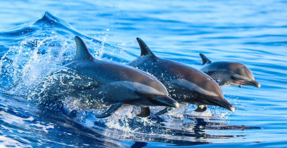 Side: Dolphin Island Boat Trip with Lunch & Unlimited Drinks