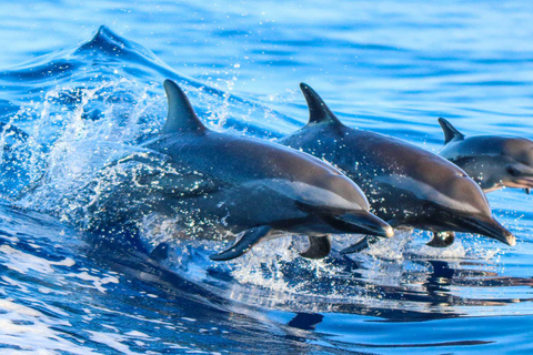 Side: Dolphin Island Boat Trip w/Lunch & Hotel Pickup Side: Dolphin Island Boat Tour with Soft Drinks & Lunch