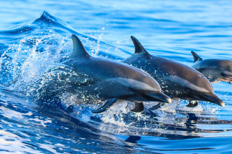 Side: Dolphin Island Boat Trip w/Lunch & Hotel Pickup Side: Dolphin Island Boat Tour with Soft Drinks & Lunch