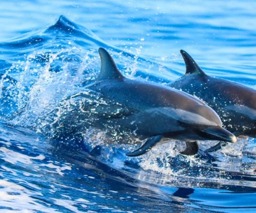 Side: Dolphin Island Boat Trip with Lunch & Unlimited Drinks