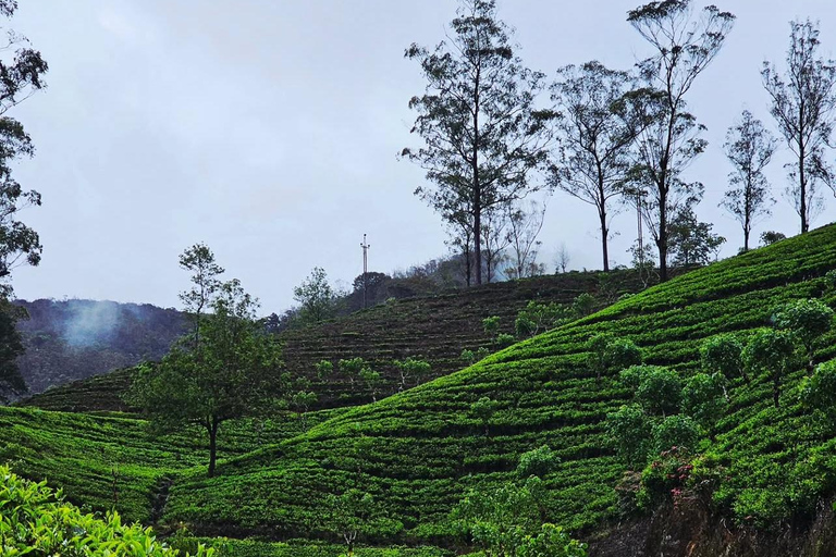 Ella To Kandy Private Transfer With Train Ride Experience